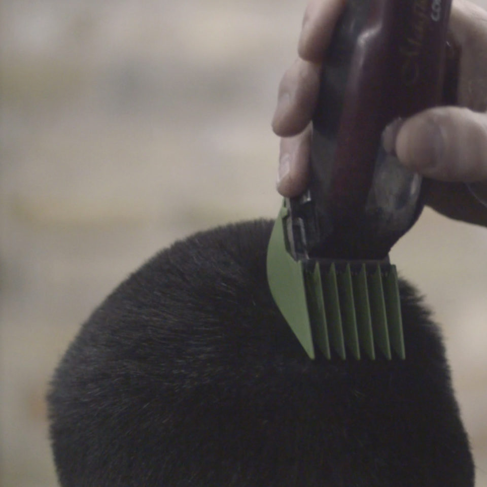 cko_dicarlo_menCut_razor_back_videoStill